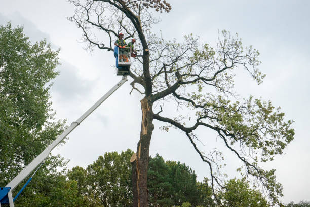 Best Fruit Tree Pruning  in Fairfield Bay, AR