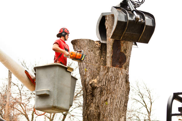 Trusted Fairfield Bay, AR Tree Care Experts